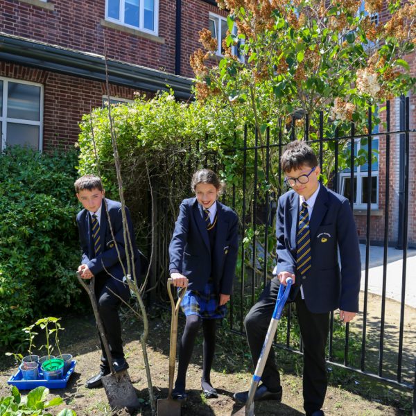 Yeah 8 - Climate Change - Tree --15