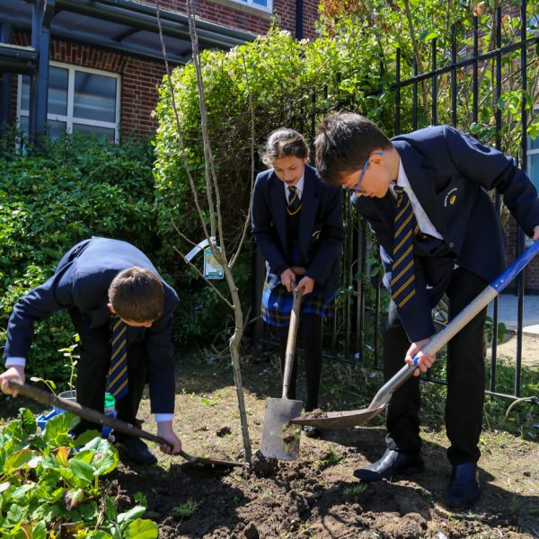 Yeah 8 - Climate Change - Tree --12